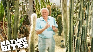 David Attenborough The Fascinating Life Cycle of Desert Plants  Nature Bites [upl. by Rechaba250]