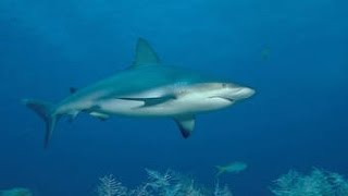 Documentaire  Méditerranée le Royaume perdue des Requins [upl. by Berg]