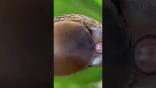 AlgaeEating Nerite Snail Munching Along the Glass An Essential Part of the Aquarium Clean UpCrew [upl. by Alderson184]