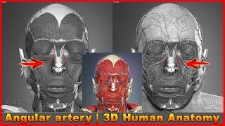 Angular artery  Arteries of head and neck  3D Human Anatomy  Organs [upl. by Suivatnod292]