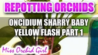 Repotting Orchids  Oncidium Sharry Baby Yellow Flash Part 1 [upl. by Dana]