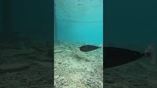 SHARK FEEDING FISH  SHARKS IN MALDIVES [upl. by Constantina609]