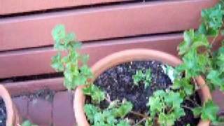 propagating ivy geranium [upl. by Yorztif]