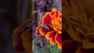 Leaf Beetle on Marigolds [upl. by Janis]