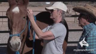 Properly Installing and Adjusting A Halter On Your Mule [upl. by Mccarthy]