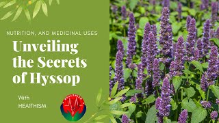 Exploring the Mysteries of Hyssop Hyssopus officinalis History Nutrition and Medicinal Wonders [upl. by Palestine77]