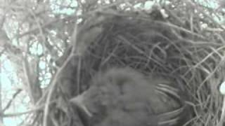 Baby Cardinal Bird Redbird Fledging Day  11 [upl. by Landahl]