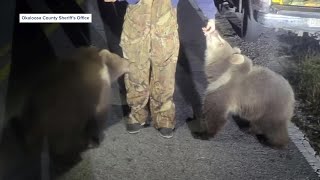 Alaskan Kodiak bear cubs found wandering North Florida road [upl. by Fernandes327]