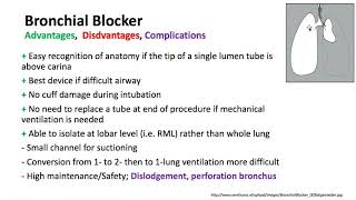 Keyword Review 2019  Respiratory Anatomy Physiology amp Thoracic part 4 of 5  Dr Schell [upl. by Alyks]