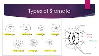 types of stomata  Bsc [upl. by Eelek812]