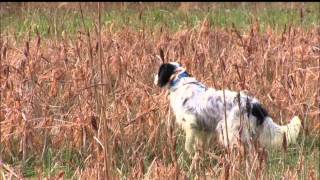 Llewellin Setter  Straight Creek Baxter [upl. by Jamilla603]