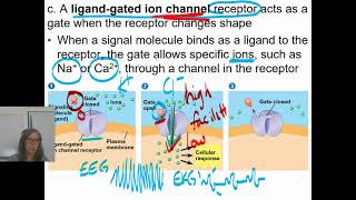 0406 Ligand Gated Ion Channel Receptors and Intracellular Receptors [upl. by Wiseman]