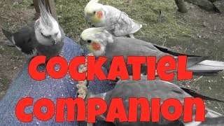 Cockatiel Companion 60 minutes of Entertainment for your Pet Cockatiel [upl. by Sianna]