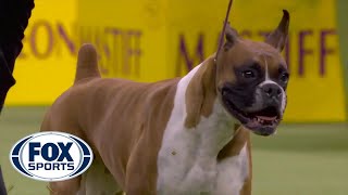 Wilma the boxer wins the Working Group at 2020 Westminster Dog Show  FOX SPORTS [upl. by Idnym903]