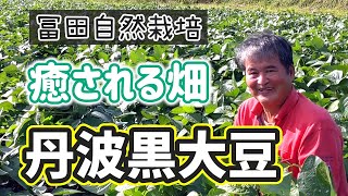 冨田自然栽培の丹波黒大豆とは  無農薬・無肥料が創り出す美しい大豆畑（自然栽培米専門店ナチュラルスタイル） [upl. by Suiravat]