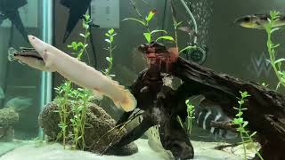 Albino Senegal Bichir care and tips [upl. by Atsillak]