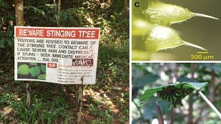 Australias Gympie Gympie Tree Has the Most Painful Stingers In The World [upl. by Skye175]