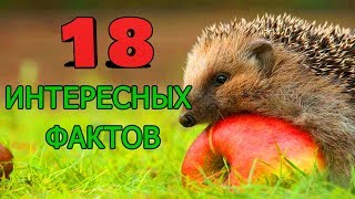 ИНТЕРЕСНЫЕ ФАКТЫ О ЁЖИКАХ [upl. by Regan]