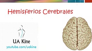 Hemisferios cerebrales  Divisiones [upl. by Atirrehs]