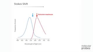 Molecular Probes Tutorial Series— Anatomy of Fluorescence Spectra [upl. by Hannus]