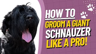 Giant Schnauzer Grooming Tutorial  How to Groom a Giant Schnauzer StepbyStep Guide [upl. by Nareik]