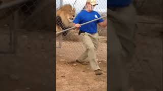 Epic Animal Action Unbelievable Moments [upl. by Amyas]