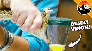 Deadliest Job in America  Snake Milker [upl. by Koblick]