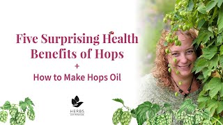 Medicinal Hops Benefits  Humulus lupulus  Hops Oil Recipe [upl. by Durarte]