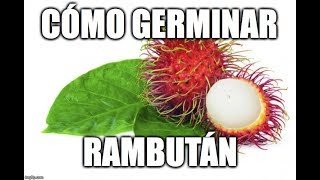 germinar rambután [upl. by Sadoc383]