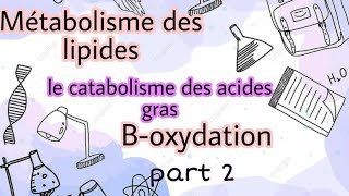 Métabolisme des lipides  le catabolisme des acides gras Boxydation part2 [upl. by Eanej]