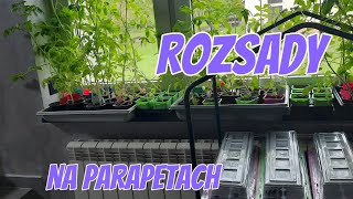 ROZSADY NA PARAPETACH 🌱 PRZEGLĄD W KWIETNIU 🌱 POMIDORY PAPRYKA [upl. by Anavrin776]