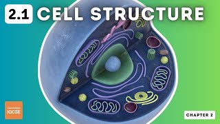 IGCSE Biology  Cell Structure and Organisation 21 [upl. by Cedell]