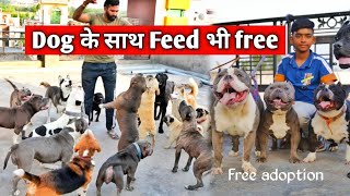 Cheapest Dog Market in India [upl. by Atsyrt]