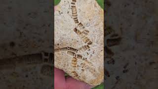 Crinoid Fossil fossil ancient rockhounding [upl. by Higgs]