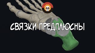 Связки предплюсны 3D Анатомия [upl. by Amliw285]