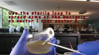 Aseptic Technique Inoculating a Petri Plate  Streaking for Isolation [upl. by Samuele]