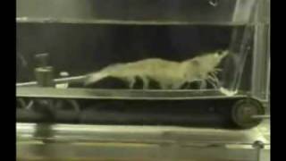 Shrimp Running on a Treadmill To Eye Of The Tiger [upl. by Eerej]