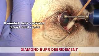 Diamond burr debridement in a dog  Non healing corneal ulcer SCCED Boxer ulcer [upl. by Ahset202]