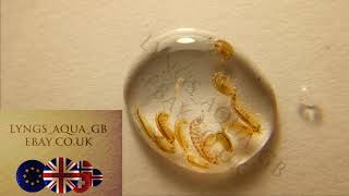 Freshwater Scuds Hyalella azteca starter culture Live Food Gammarus Amphipods [upl. by Cathe]