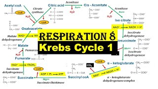 Respiration 8  Krebs Cycle  Part 1  Citric acid cycle  Tricarboxylic acid cycle  Dr Ghanshyam [upl. by Mcmurry435]