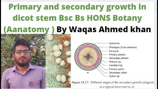 Primary and secondary growth in dicot stem Bsc Bs HONS Botany Aanatomy  By Waqas Ahmed khan [upl. by Mareld]