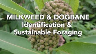 Milkweed amp Dogbane — Identification amp Sustainable Foraging with Adam Haritan [upl. by Itsirk]