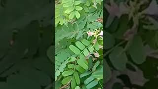 ജപമാല പയർ കുന്നിRosery peaAbrus precatoriusFabaceae [upl. by Lig450]