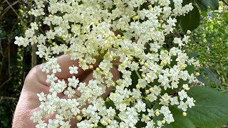 Elderflower Champine Recipe 🍾🌲 [upl. by Hynes848]