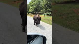 Virginia Safari Park  Bison [upl. by Wenn]