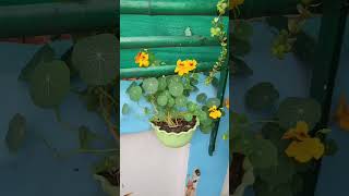 Nasturtium plant seeding 60 days full update  nasturtium plant care  nasturtium seeds germination [upl. by Ynnohj715]