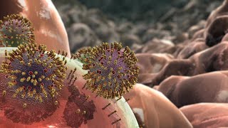 Influenza Animation [upl. by Hendrickson]