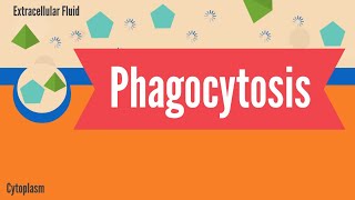 Phagocytosis [upl. by Meibers]