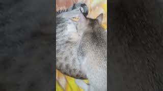 Bili ke bachee ka style to dehko😱🤭ytshorts cat kitten maaCat babycat tending [upl. by Hesky]