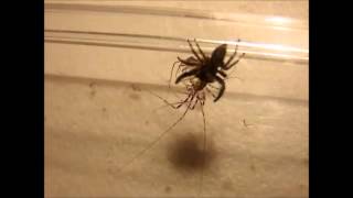 House Centipede vs Spider [upl. by Navak]